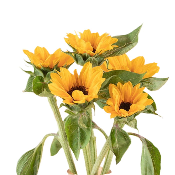 黄色简约浪漫盛放的向日葵免扣素材