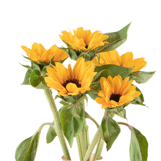 黄色简约浪漫盛放的向日葵免扣素材