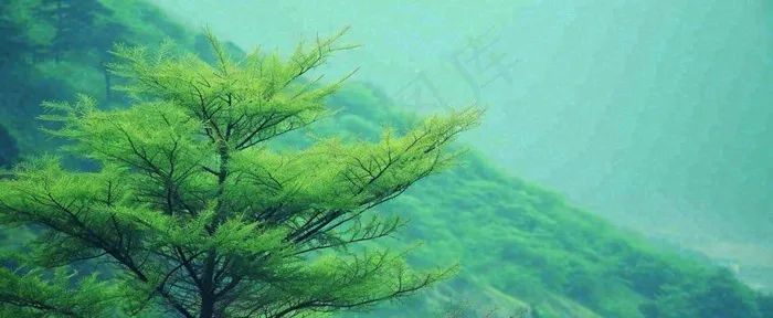 绿色树冠，绿色森林山脉，春天摄影图(1712x704)