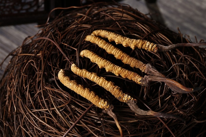 珍贵的野生冬虫夏草摄影图