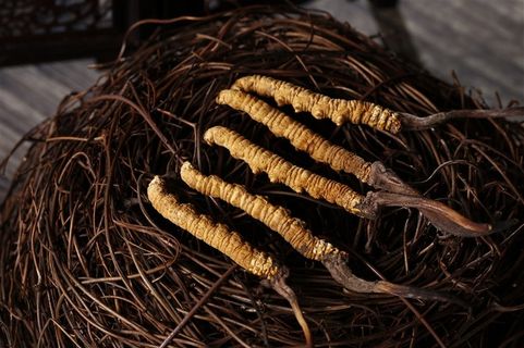 珍贵的野生冬虫夏草摄影图