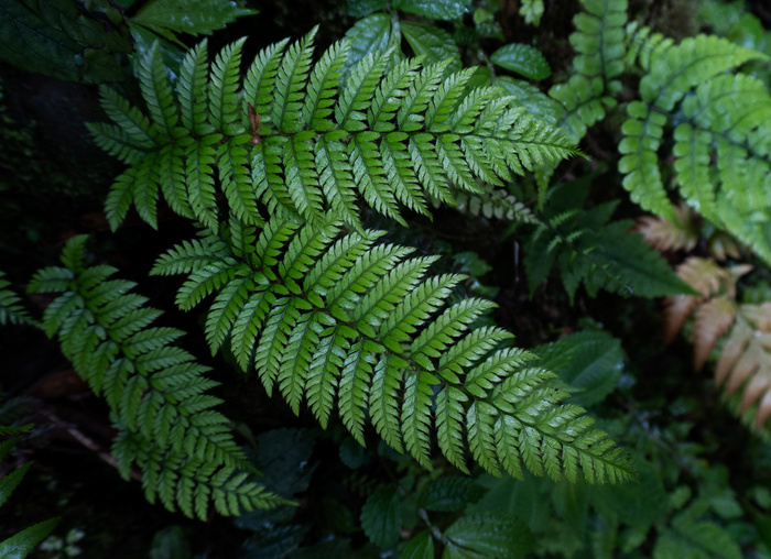 高山野草植物