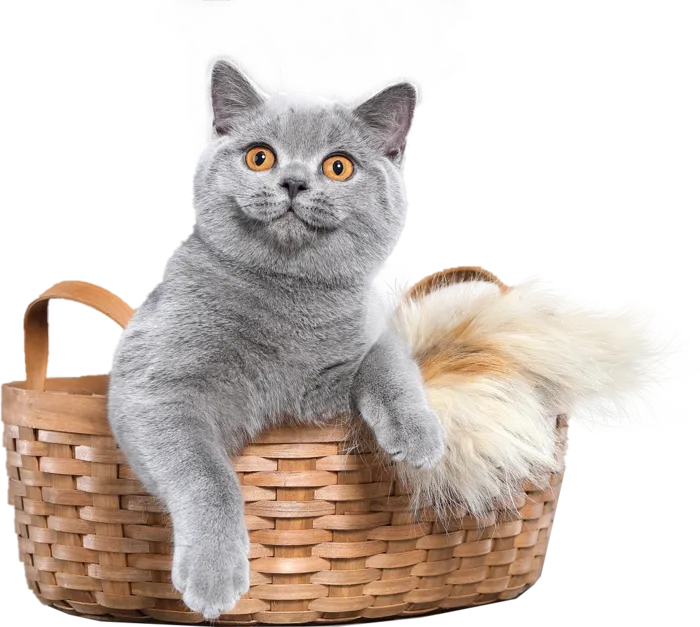 免扣素材实物猫咪摄影