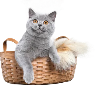 免扣素材实物猫咪摄影