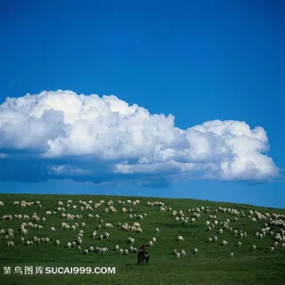 内蒙古草原上的羊群摄影