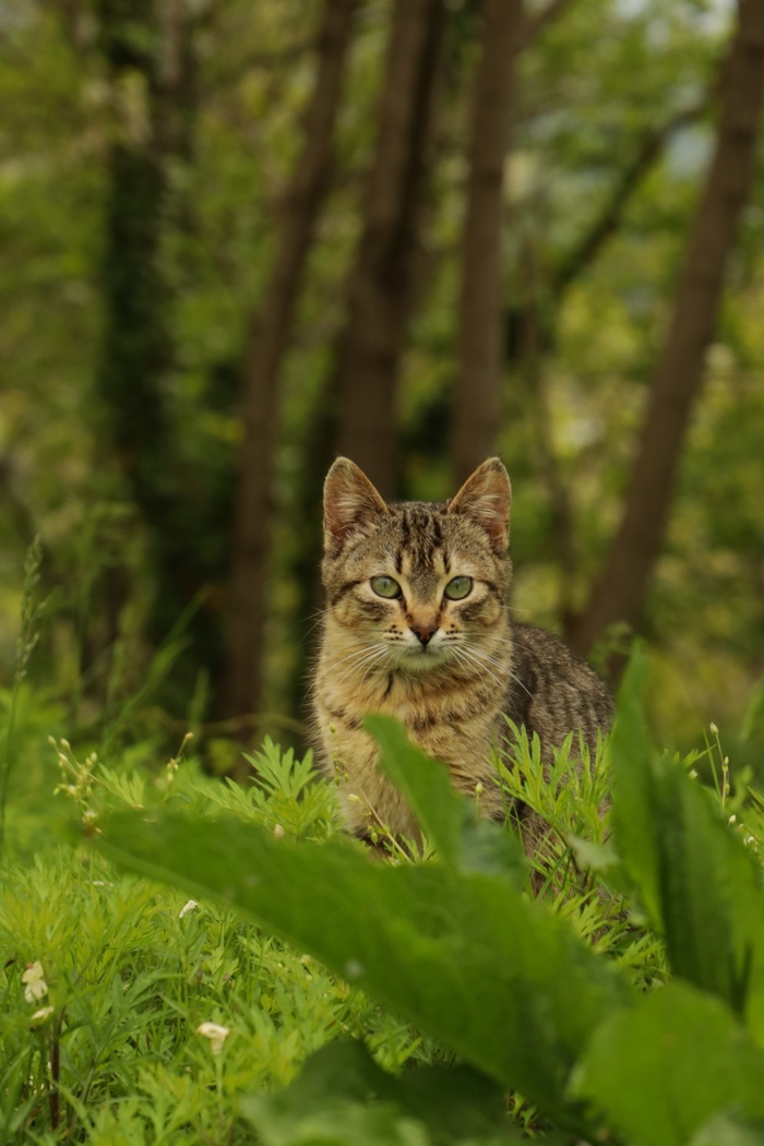 可爱猫咪猫猫摄影素材