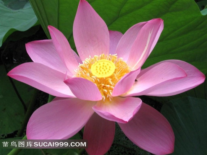 盛开的荷花图片