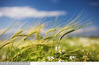 小麦麦子麦穗和白色野菊花