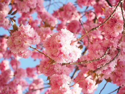烂漫粉色系樱花图片 烂漫粉色系樱花图片