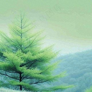 绿色的树冠特写