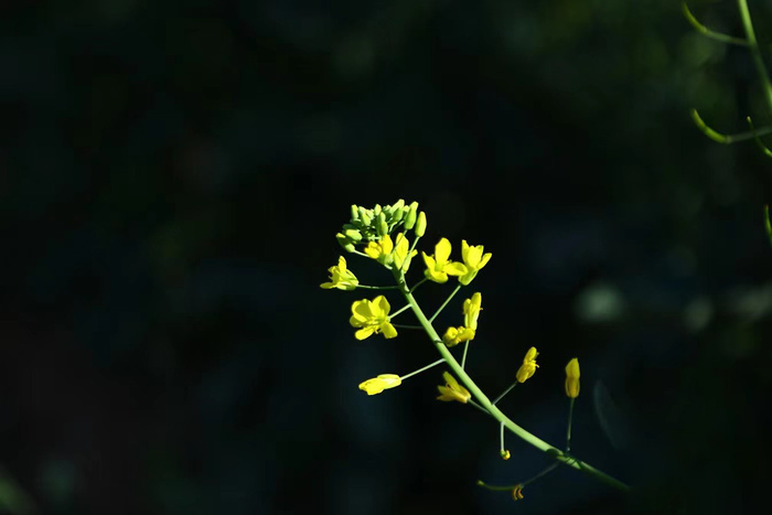 油菜花特写图