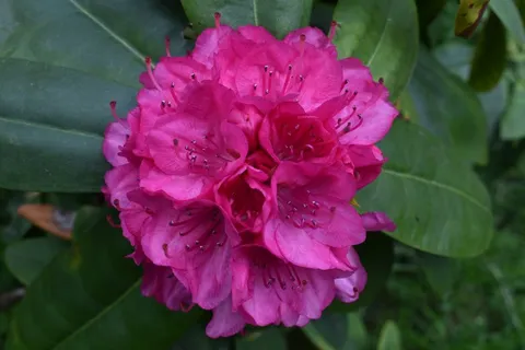 灿烂杜鹃花朵图片 灿烂杜鹃花朵图片