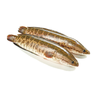 鱼类(102) 海鲜超市商品红酒白底图免抠实物摄影png格式图片透明底