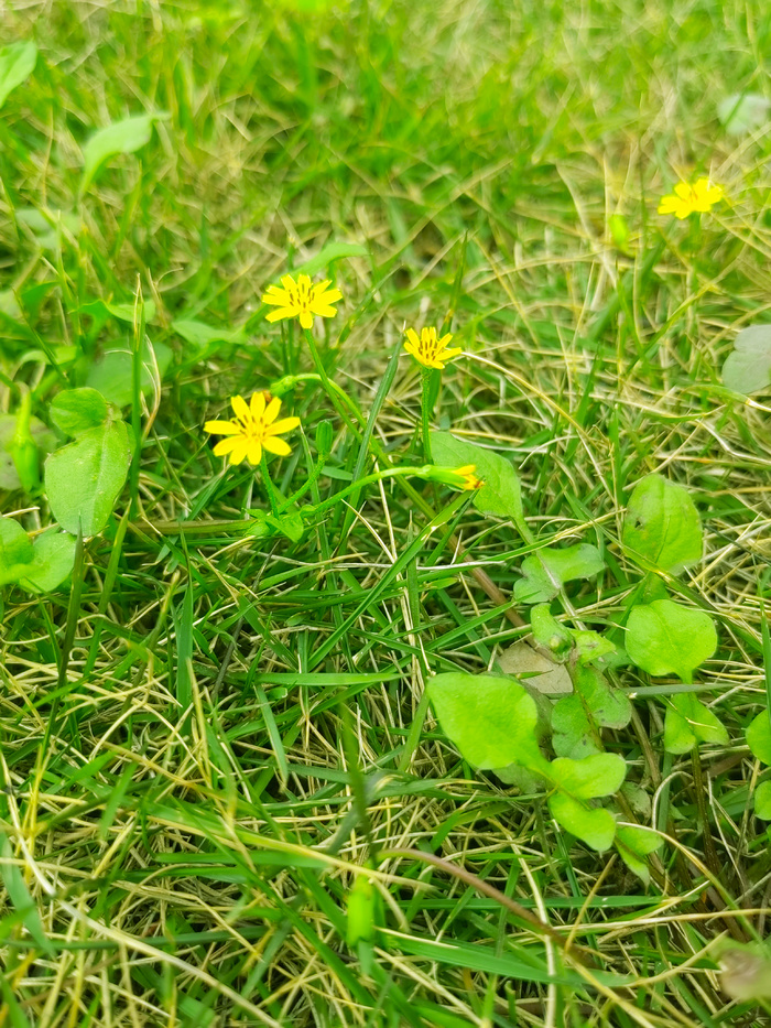 草地和小野花