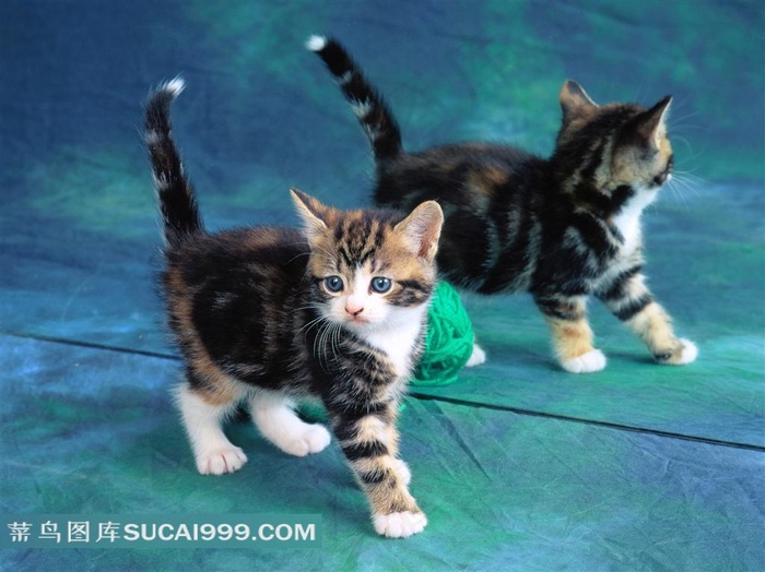 镜子前的小猫素材