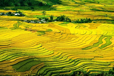 缤纷水稻梯田图片 缤纷水稻梯田图片
