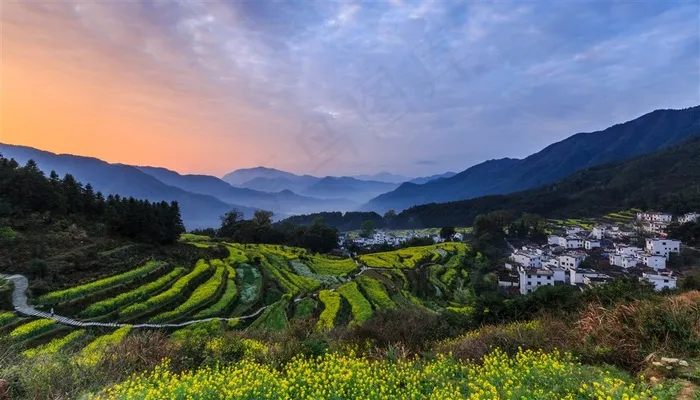 油菜花田图片