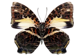 蝴蝶 彩蝶 花蝴蝶 动物 昆虫 免抠