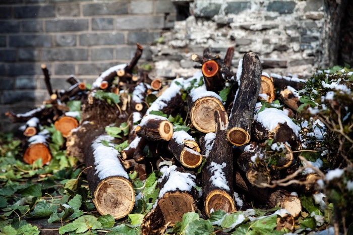 雪天下的木柴