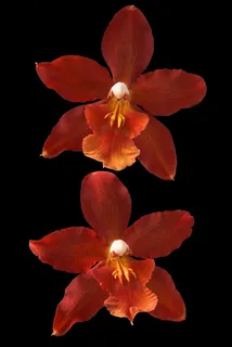 超高清橘红鲜花图片