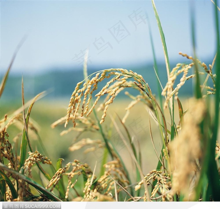 现代农业-成熟的稻谷