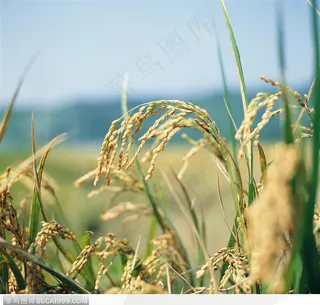 现代农业-成熟的稻谷