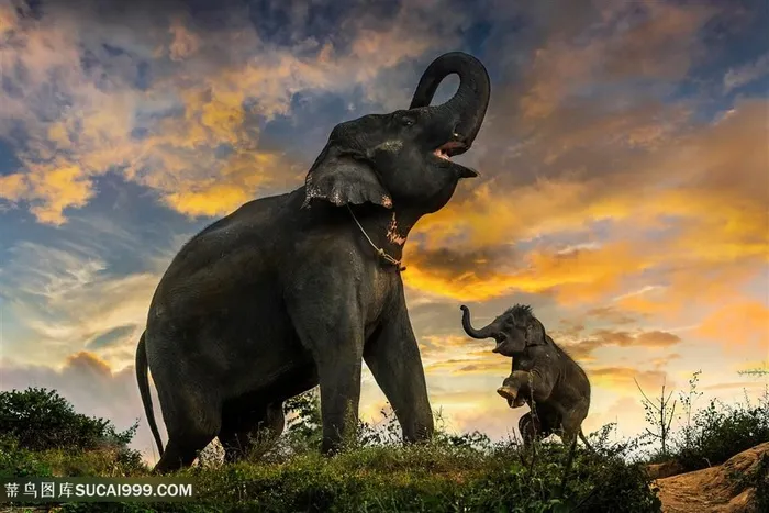 狂吼的大象图片