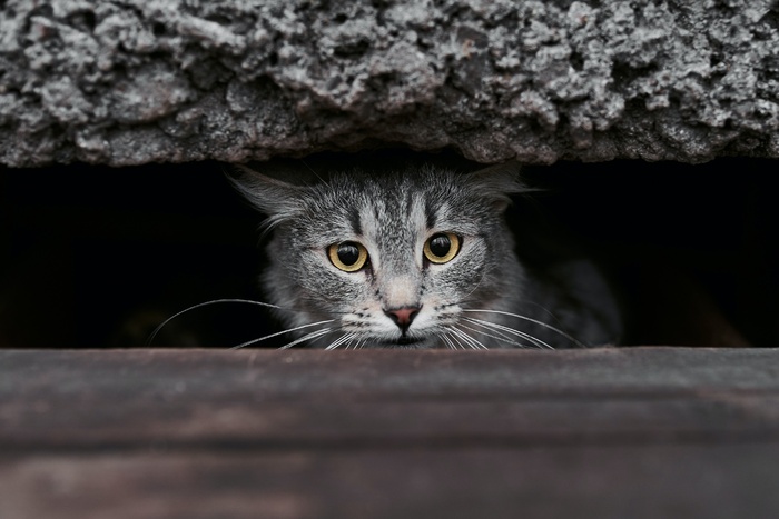 可爱猫咪猫猫摄影素材