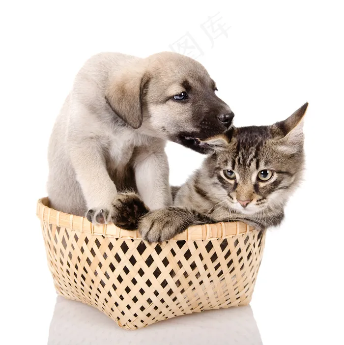 狗狗猫猫图片下载