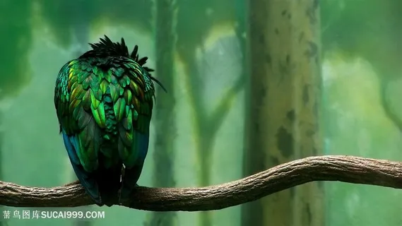 时尚鸟类栖息树枝背景壁纸