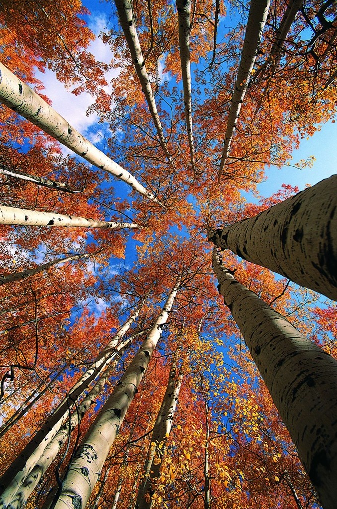 俯瞰的树林树梢