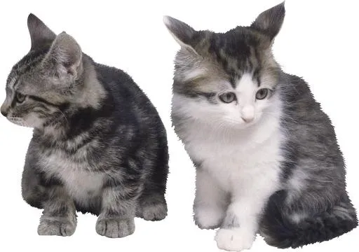 PNG两只小猫坐着免抠(1840x1294)