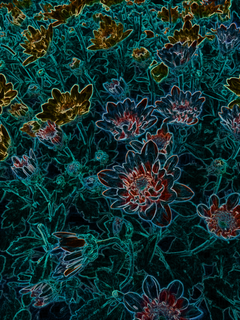 紫色菊花、插画、艺术效果