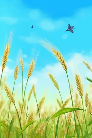 清新小麦背景