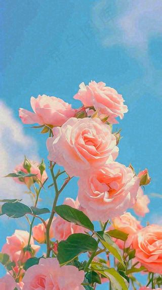 春天蓝天白云阳光下的浪漫粉色玫瑰枝叶绿叶