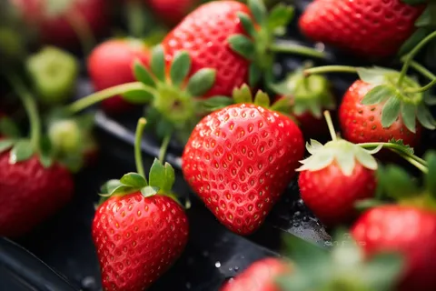 草莓种植园摄影图 草莓种植园摄影图