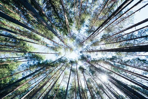 高大树木树林图片 高大树木树林图片