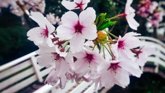 盛开粉色桃花摄影图片 盛开粉色桃花摄影图片