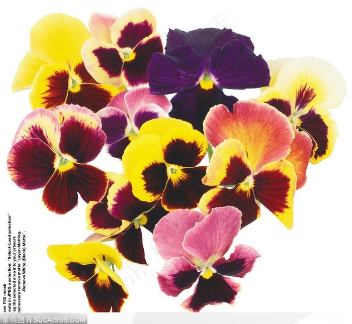 花艺花束-漂亮的蝴蝶花