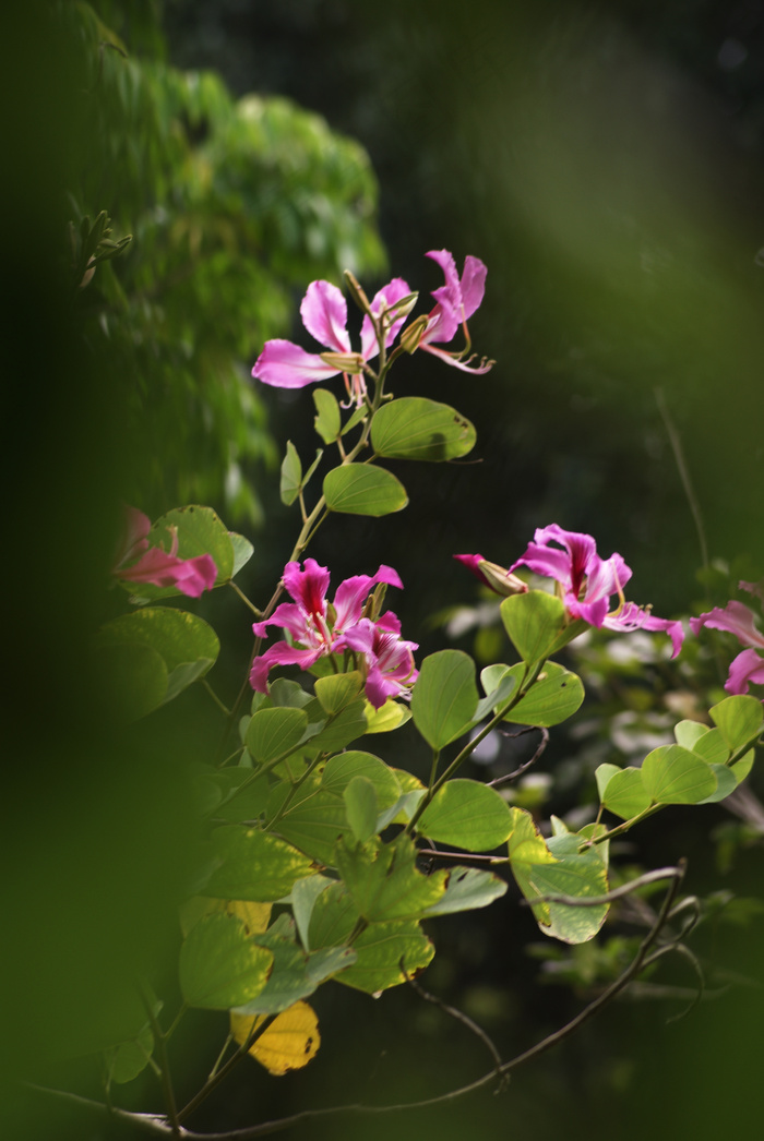 红色茉莉花图片素材