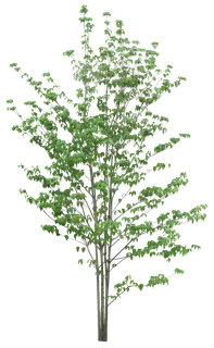 高清树木素材 免抠PSD植物素材 美术绘画园林贴图 树草灌木花草 高清树木素材 免抠PSD植物素材 美术绘画园林贴图 树草灌木花草