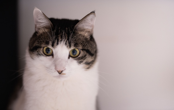 可爱猫咪猫猫摄影素材