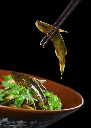 HQ-637黄辣丁 三角峰