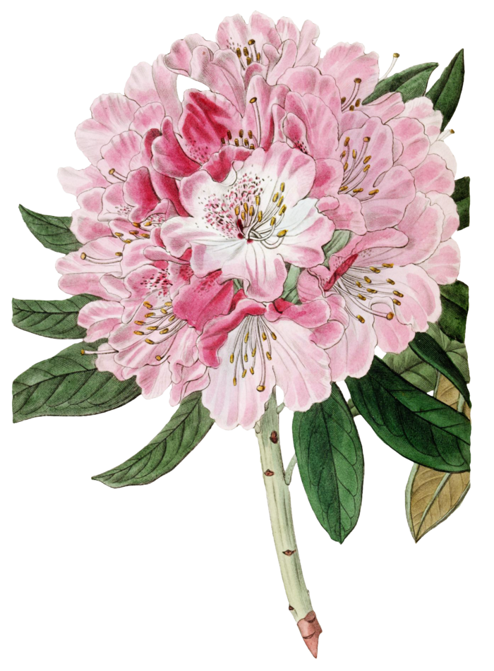 复古手绘植物花卉玫瑰花PNG免扣图案高清图片PS设计素材图