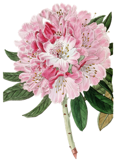 复古手绘植物花卉玫瑰花PNG免扣图案高清图片PS设计素材图