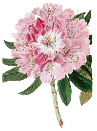 复古手绘植物花卉玫瑰花PNG免扣图案高清图片PS设计素材图