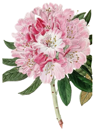 复古手绘植物花卉玫瑰花PNG免扣图案高清图片PS设计素材图