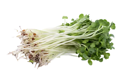 豆芽 (3)超市商品白底图免抠实物摄影png格式图片透明底