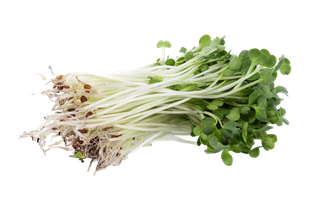 豆芽 (3)超市商品白底图免抠实物摄影png格式图片透明底