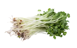 豆芽 (3)超市商品白底图免抠实物摄影png格式图片透明底